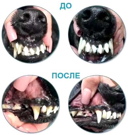 Зубной камень у собак: причины, удаление, профилактика в домашних условиях