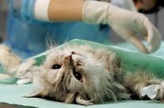 В чем преимущества стерилизации кошки В чем преимущества стерилизации кошки